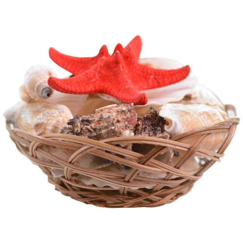 Sea Shell Table Decor