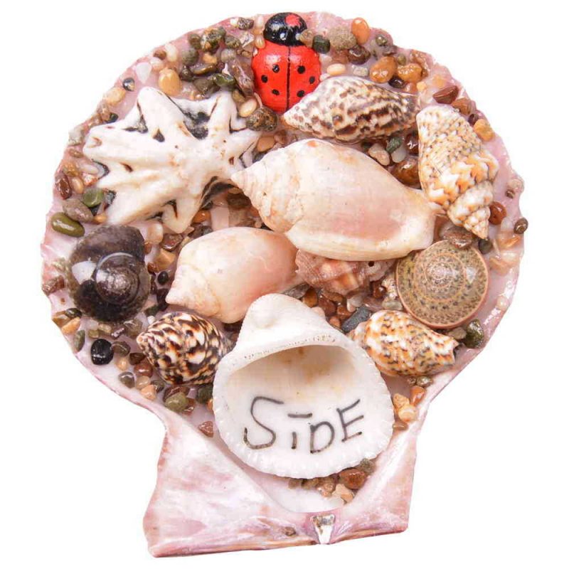 Sea Shell Magnet